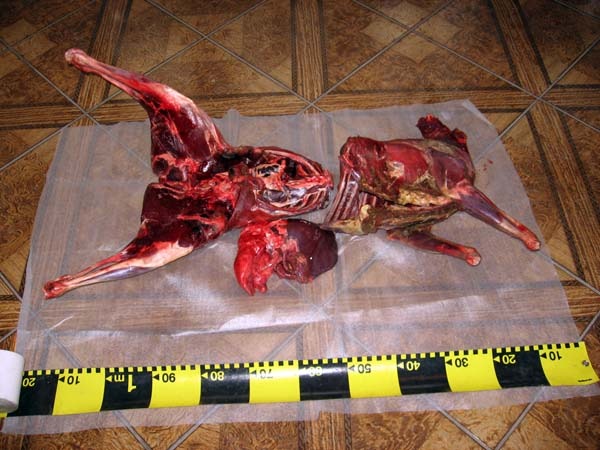 07 carne (mare).jpg