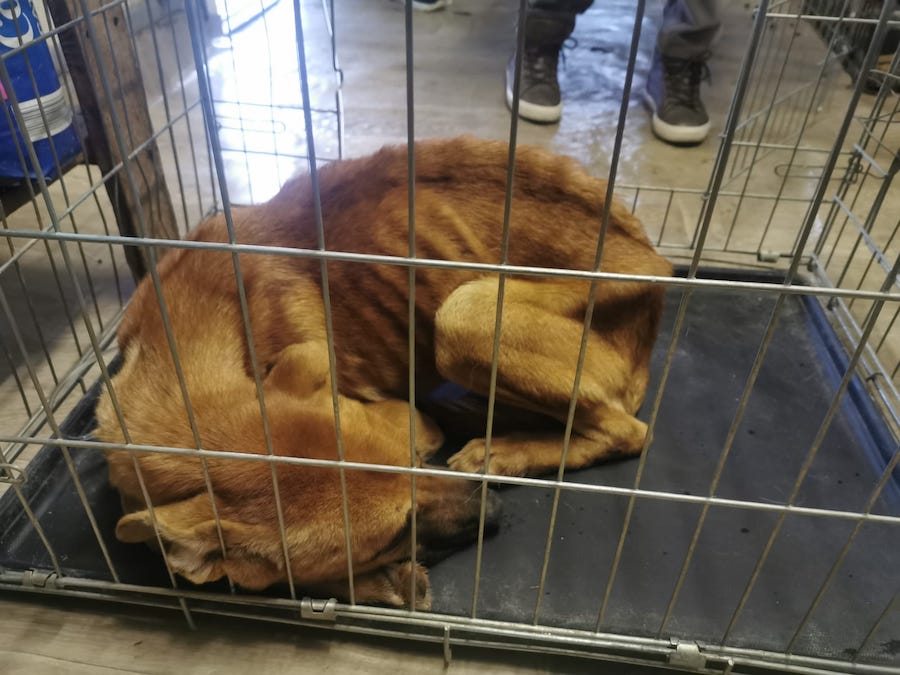 câine piele și os în adăpostul Grivei al ADP Oradea