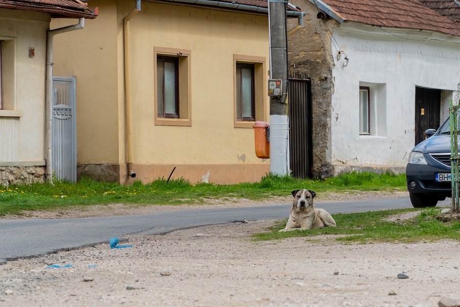 câine strada bihor