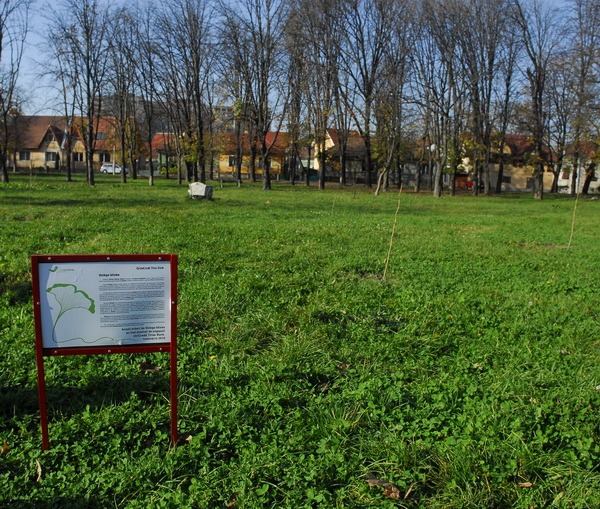 copaci plantati 01.JPG