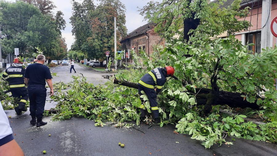 Sursa foto: ISU "Crișana" copac căzut pe o stradă din Oradea