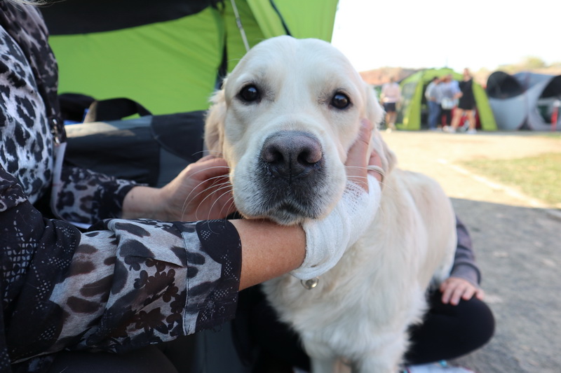 Concurs canin la Oradea