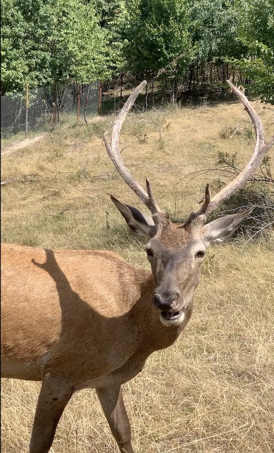 Zooparc munții Codru Moma
