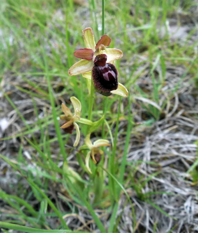 Ophris Sphegodes