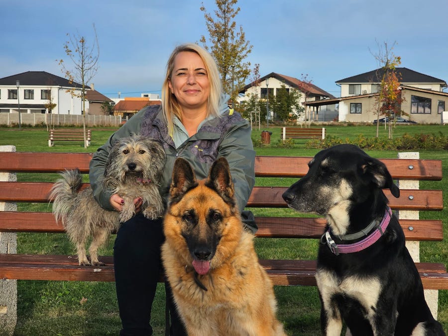 Voluntariat câini adăpost Grivei Oradea 